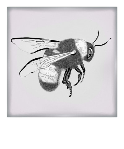Polaroid bee.